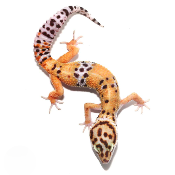Adult Tangerine Leopard Gecko