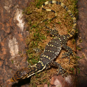 Baby Sumbawa Water Monitor