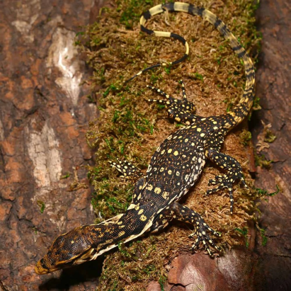 Baby Sumbawa Water Monitor