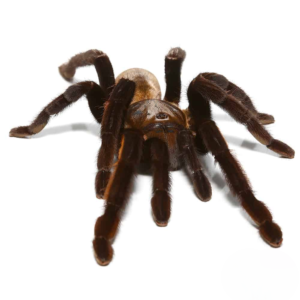 Female Thailand Golden Fringe Tarantula