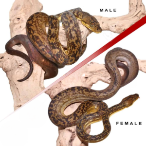 Timor Python Pair for sale #2