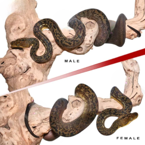 Timor Python Pair for sale. #1