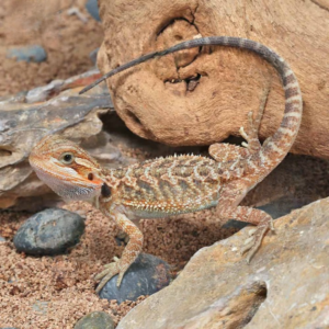 Baby Translucent Bearded Dragon (4 – 5”)