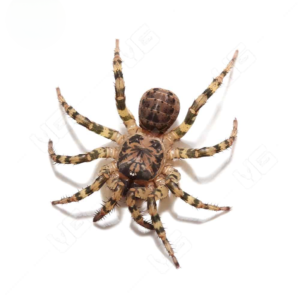 Tiger Armored Trapdoor Spider