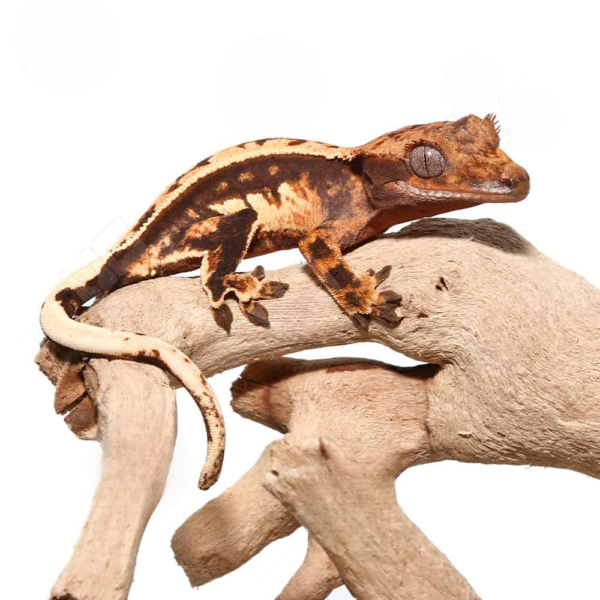 Baby Tricolor Crested Gecko - Image 3