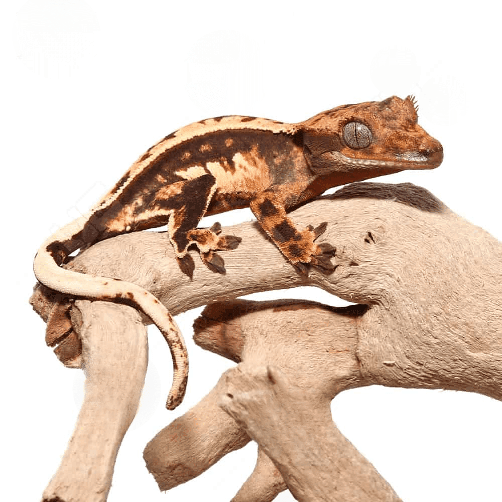 Baby Tricolor Crested Gecko - Image 3