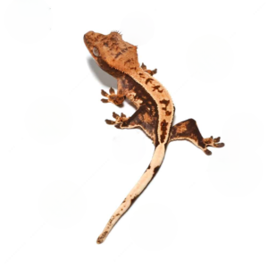 Baby Tricolor Crested Gecko