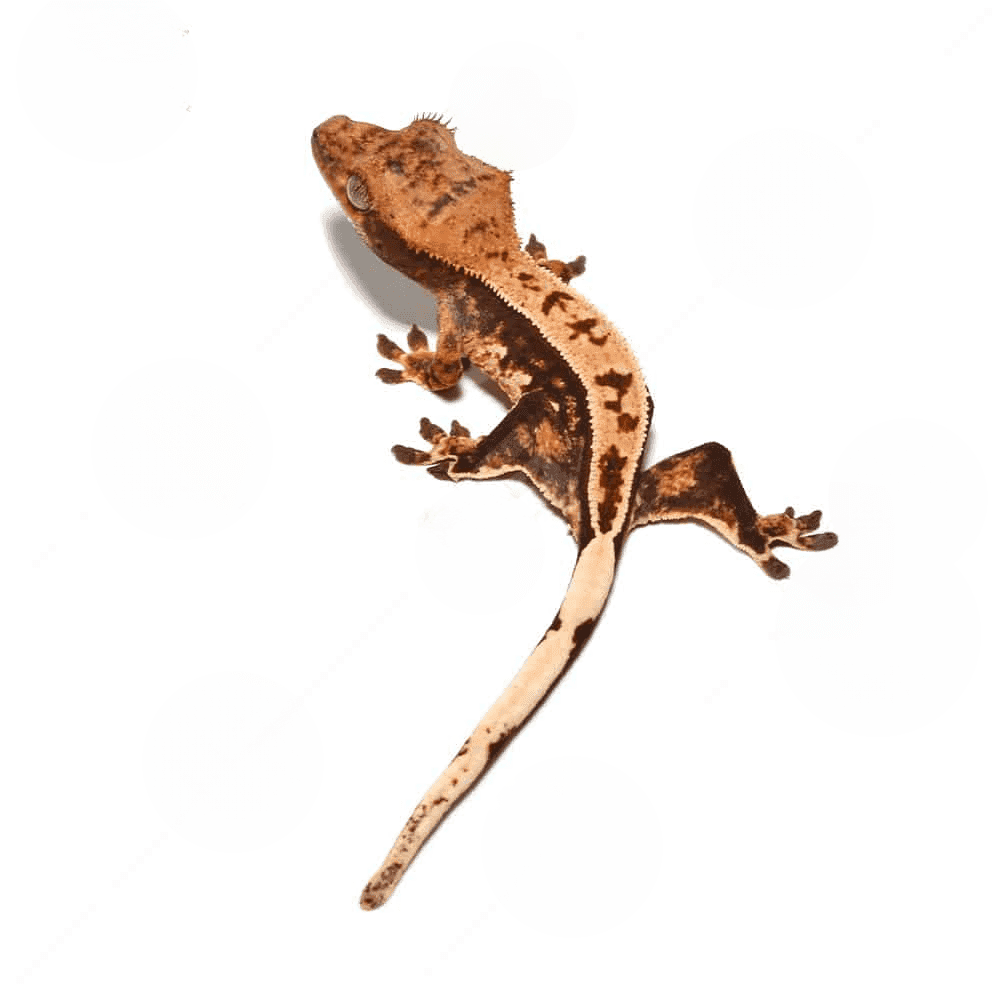 Baby Tricolor Crested Gecko