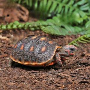 Baby Redfoot Tortoise available for sale