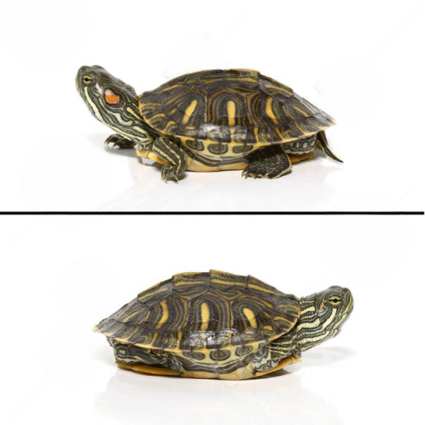 Yearling Rio Grande Red Ear Slider for sale