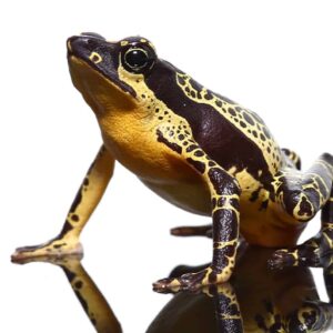 Yellow Harlequin Toad available for sale