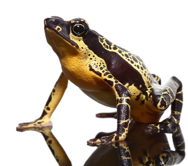 Yellow Harlequin Toad available for sale