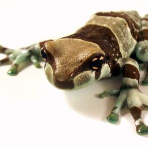Milk Frog - Trachycephalus Resinifictrix