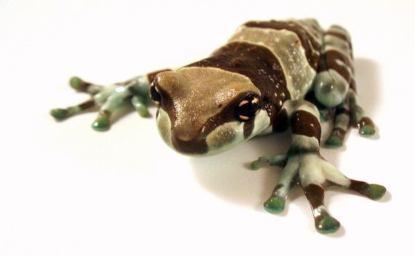 Milk Frog - Trachycephalus Resinifictrix