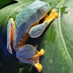 USCB Sylvia's Tree Frogs available for sale