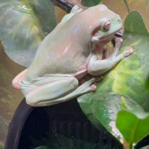 Adult Male Dumpy Tree Frog for sale