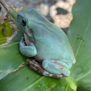 White's Tree Frogs Juvenile available for sale