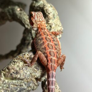 Leatherback Orange Tiger available for sale