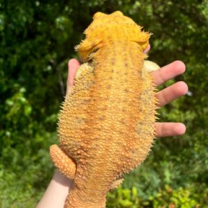 Translucent Citrus Bearded Dragon Male