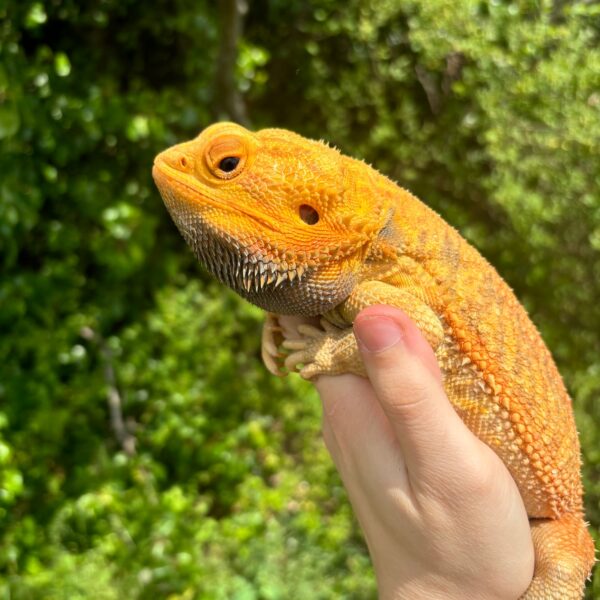 Translucent Citrus Bearded Dragon Male - Image 2