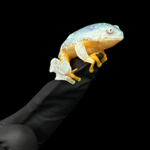 Fringe Leaf Frogs - Cruziohyla Craspedopus