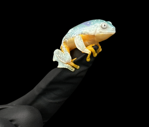 Fringe Leaf Frogs - Cruziohyla Craspedopus