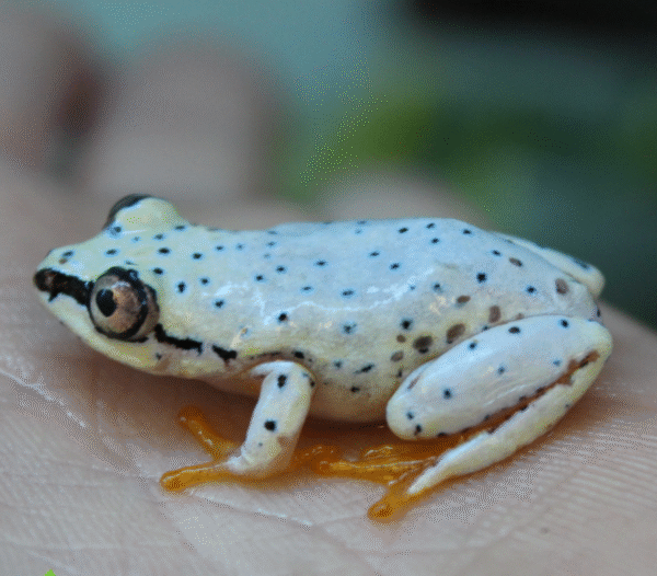 Blue Back Reed Frog - Heterixalus Madagascariensis
