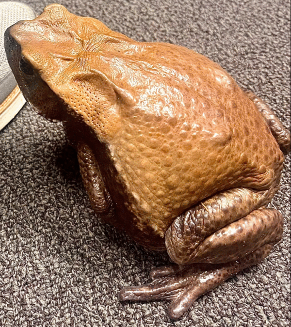 Blomberg’s Toad - Colombian Giant Toad for sale