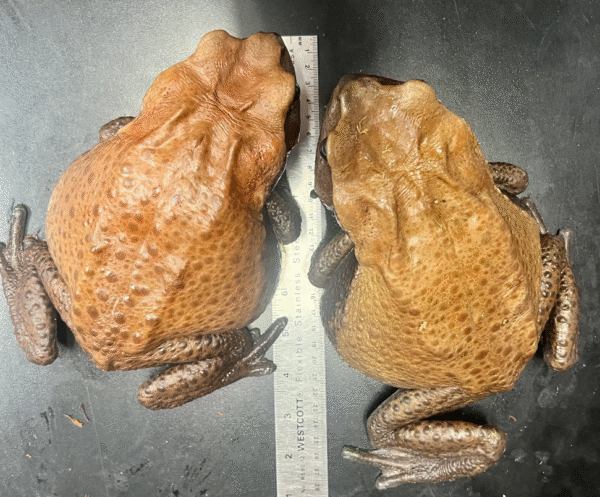 Blomberg’s Toad - Colombian Giant Toad for sale - Image 3