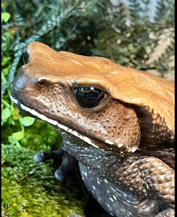 Blomberg’s Toad - Colombian Giant Toad for sale - Image 2