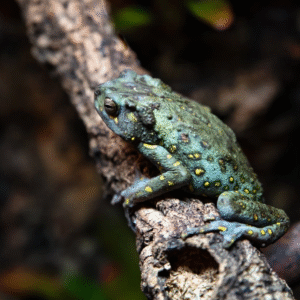 Yellow Spotted Climbing Toad available for sale