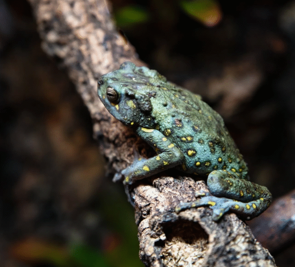 Yellow Spotted Climbing Toad available for sale
