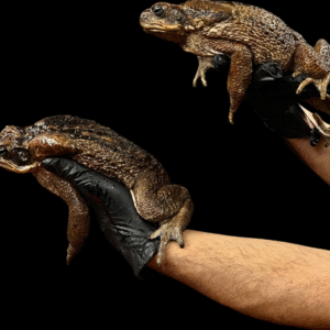 Giant Suriname Marine Toads - Rhinella Marina