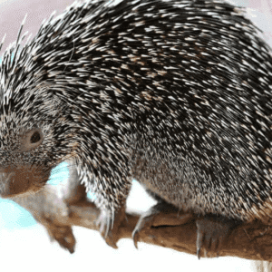Prehensile Tailed Porcupine for sale