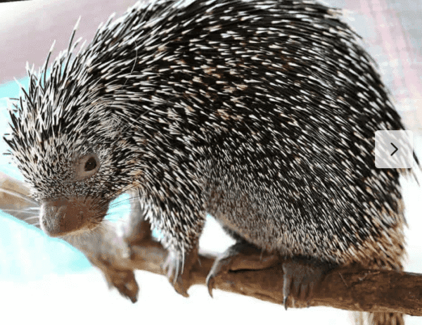 Prehensile Tailed Porcupine for sale