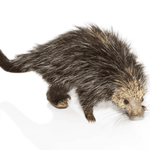 Black Tailed Hairy Dwarf Porcupine Pair