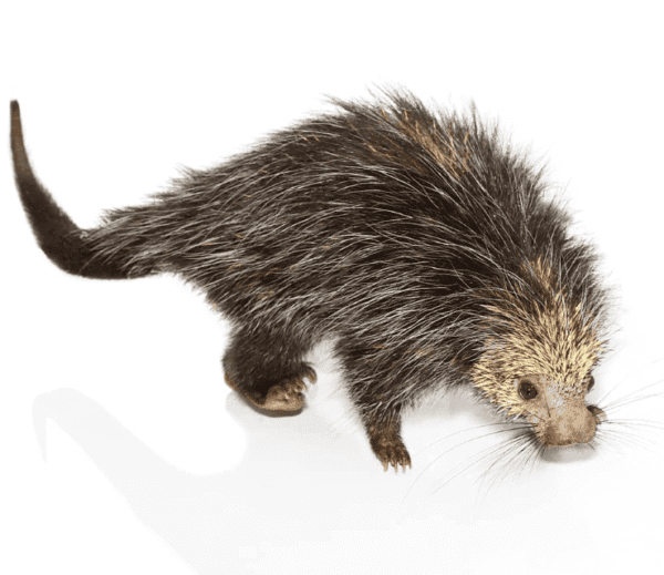 Black Tailed Hairy Dwarf Porcupine Pair