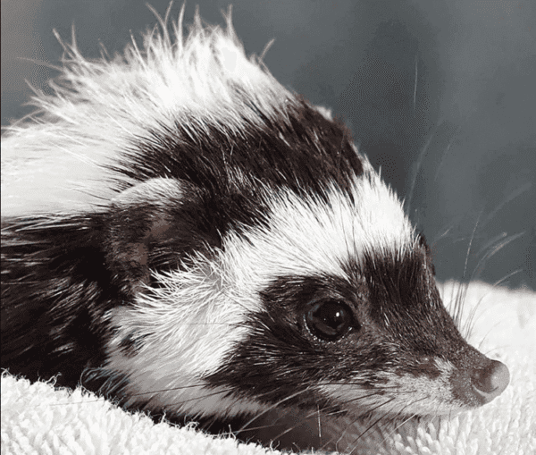 We have a Libyan Striped Weasel for sale - Image 3
