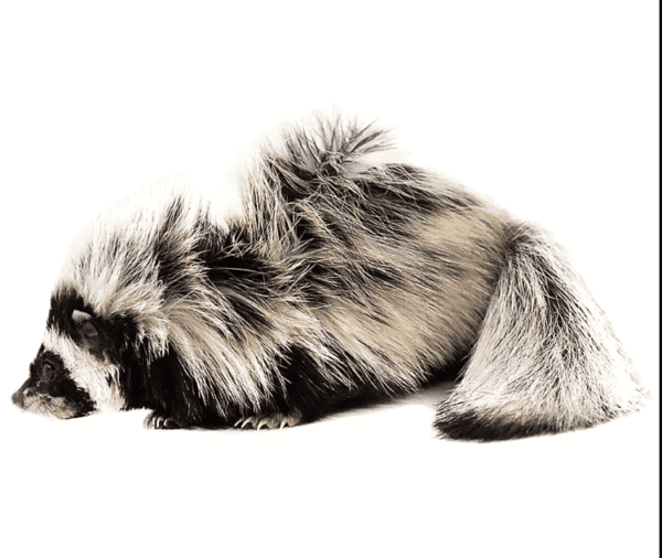 We have a Libyan Striped Weasel for sale - Image 2