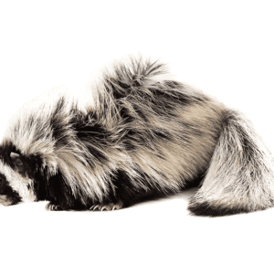 Libyan Striped Weasel