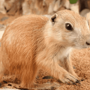 Baby Prairie Dog