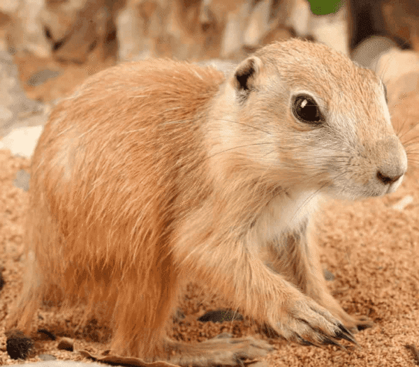 Baby Prairie Dog