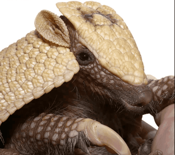 We have a Baby Three Banded Armadillo for sale - Image 2