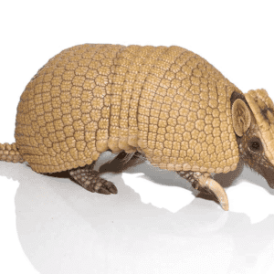 Baby Three Banded Armadillo