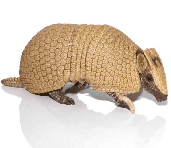 Baby Three Banded Armadillo