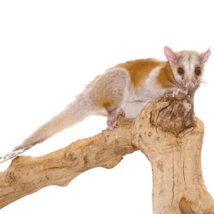 Derby’s Woolly Opossum
