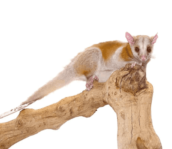 Derby’s Woolly Opossum