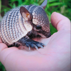 Baby Screaming Hairy Armadillo for sale