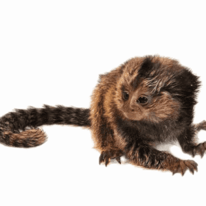 Baby Marmoset Monkey for sale