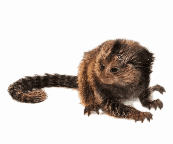 Baby Marmoset Monkey for sale